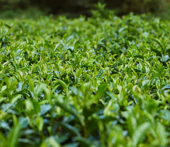 Shade-grown tencha leaves at waka matcha's Nara highland farm — rich in L-theanine