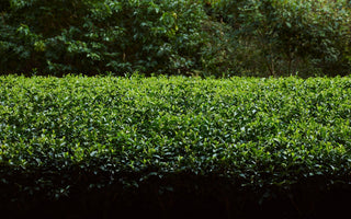奈良「大和茶」について