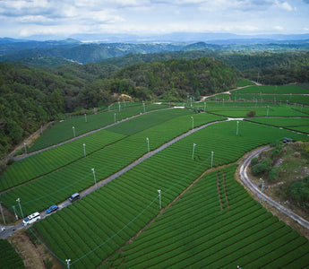 Nara matcha wholesale — waka matcha own farm Yamato highland aerial view