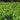 Shade-grown tencha leaves at waka matcha's Nara highland farm — rich in L-theanine