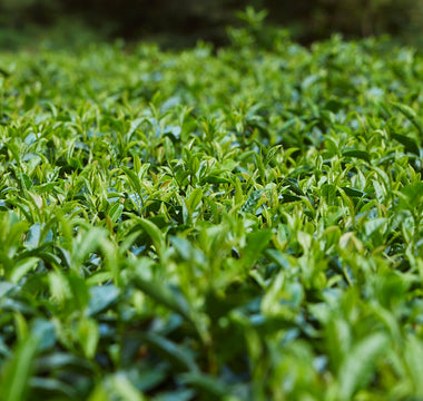 Shade-grown tencha leaves at waka matcha's Nara highland farm — rich in L-theanine