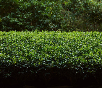 奈良「大和茶」について