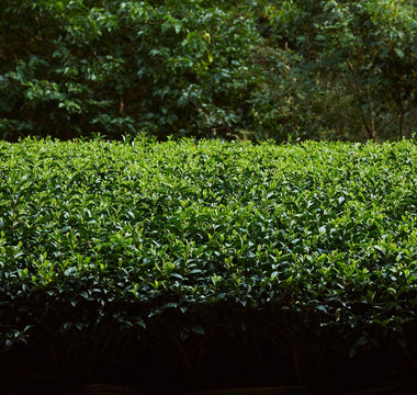 奈良「大和茶」について