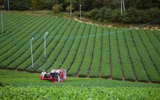 Japanese green tea leaves