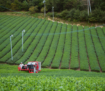 Japanese green tea leaves