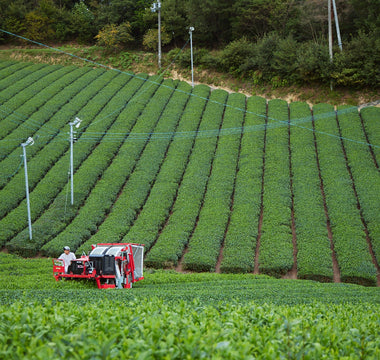 Japanese green tea leaves