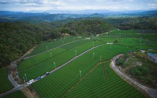 奈良・自社農園の茶畑（ドローン空撮）— waka matcha