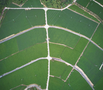 Nara tea farm aerial view — waka matcha own farm