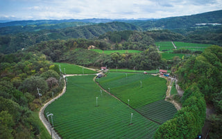 waka matcha's Nara tea farm — Nara vs Uji vs Kagoshima matcha wholesale comparison