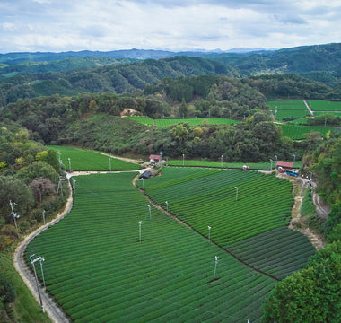 Tea fields at waka matcha's Nara farm — hojicha and Japanese tea wholesale