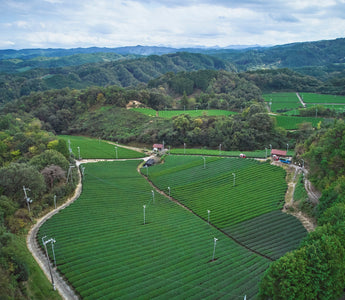 Yamato matcha — Japan oldest tea origin, waka matcha Nara highland farm