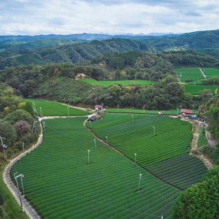 Yamato matcha — Japan oldest tea origin, waka matcha Nara highland farm